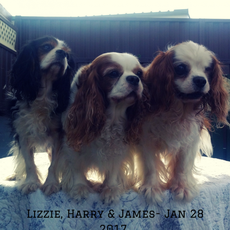 My Three Cavalier King Charles Spaniels – Jan 2017