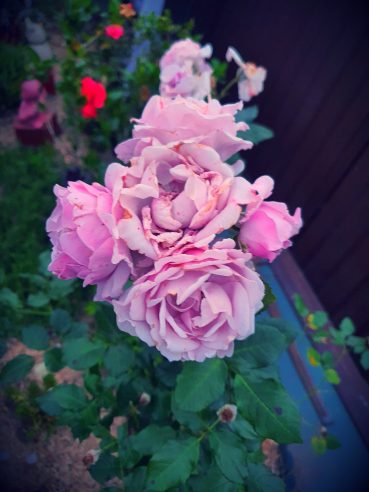 Some of the Roses in my Garden