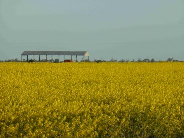 Harvest Time in Gulargambone, North West NSW – late Oct 2021