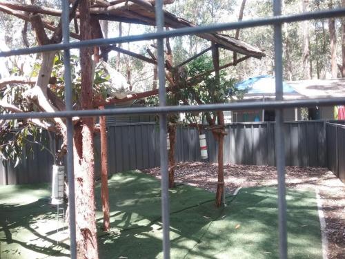 Koala enclosure 