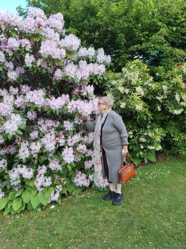 Rhododendron Tree in Christchurch