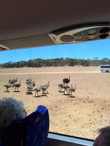 Monarto Safari Park near Murry Bridge - Ostrich 