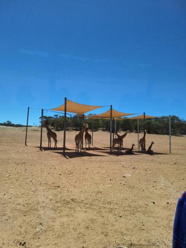 Monarto Safari Park near Murry Bridge - Giraffe