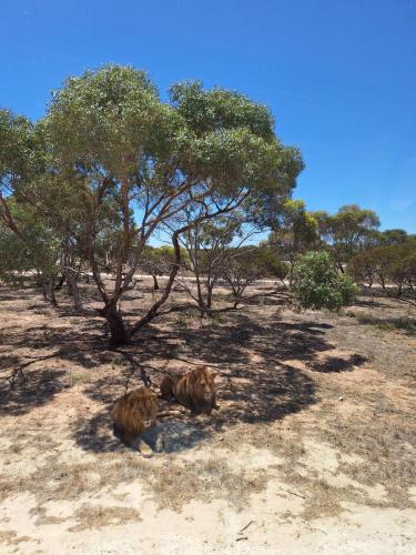 Monarto Safari Park near Murry Bridge - Lions