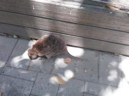 Quokka - native animal to Rottnest Island